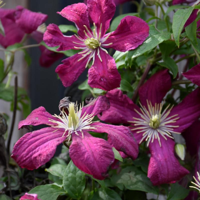 CLEMATIS JULIA CORREVON