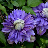 CLEMATIS DIAMANTINA