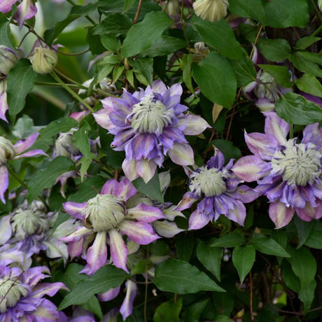 CLEMATIS DIAMANTINA