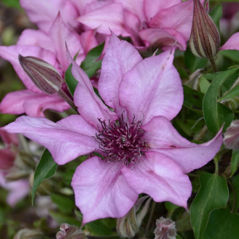 CLEMATIS GISELLE