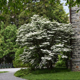 VIBURNUM SUMMER SNOWFLAKE