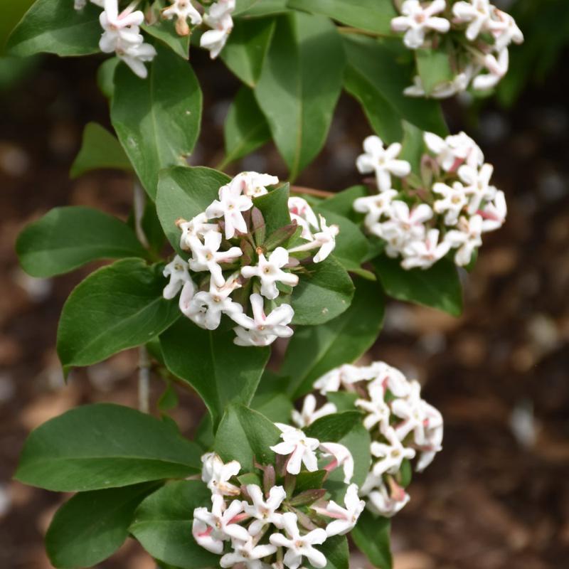 ABELIA MOSANENSIS - BORDERLINE