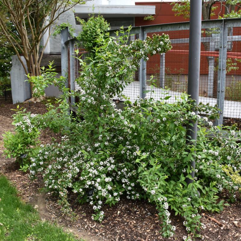 ABELIA MOSANENSIS - BORDERLINE