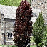 BEECH RED OBELISK