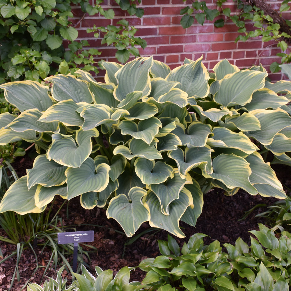 HOSTA SAGAE