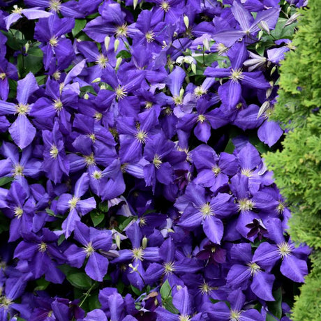 CLEMATIS JACKMANII