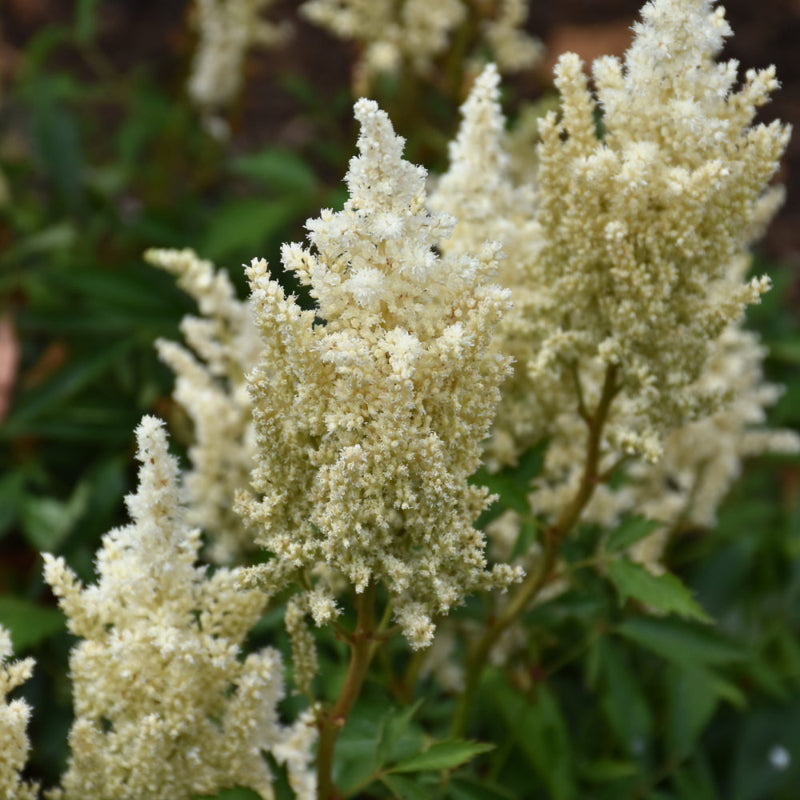 ASTILBE SHORT N SWEET WHITEBERRY