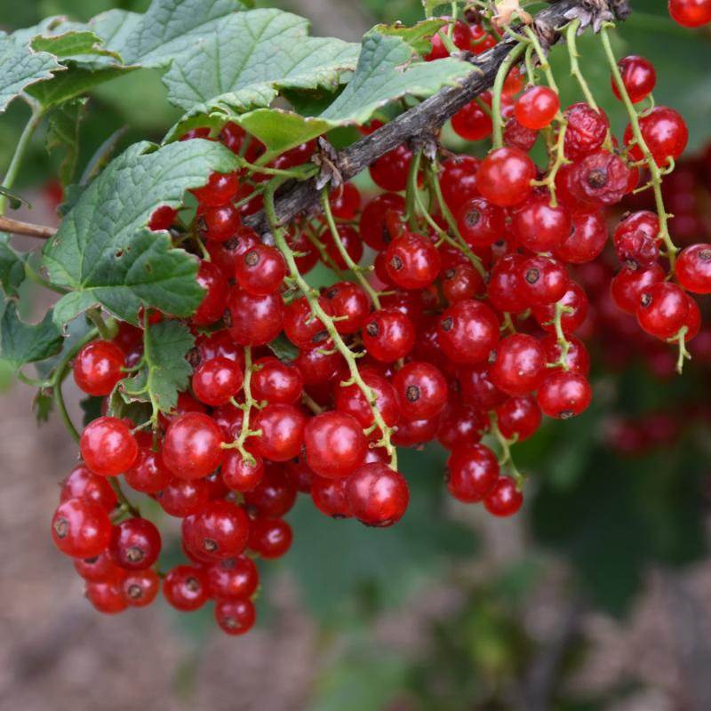 CURRANT RED