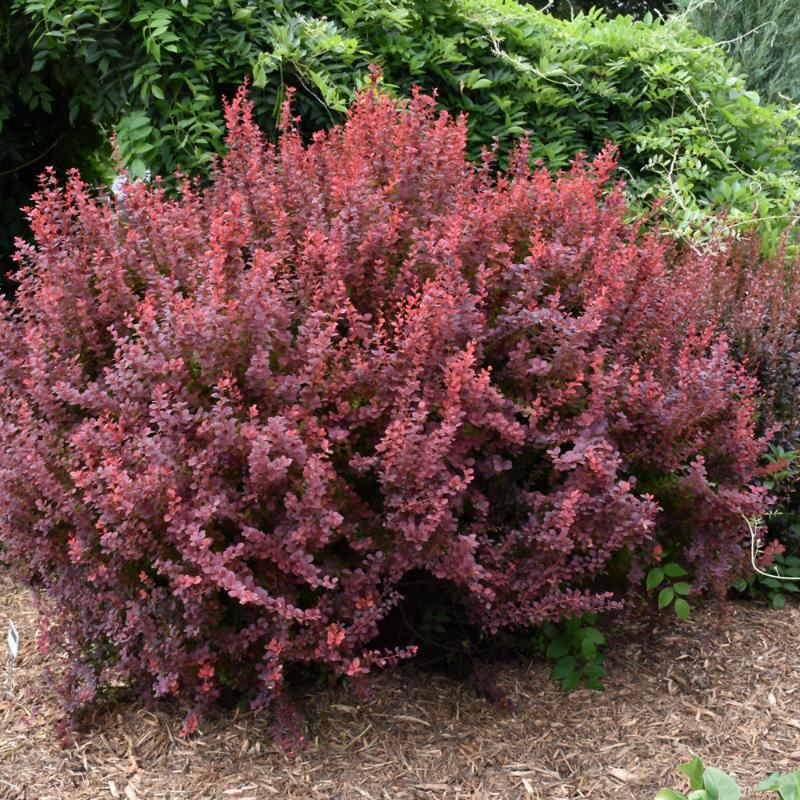 BARBERRY RUBY CAROUSEL