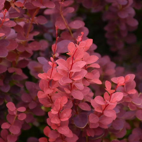 BARBERRY RUBY CAROUSEL