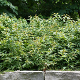 HONEYSUCKLE BUSH