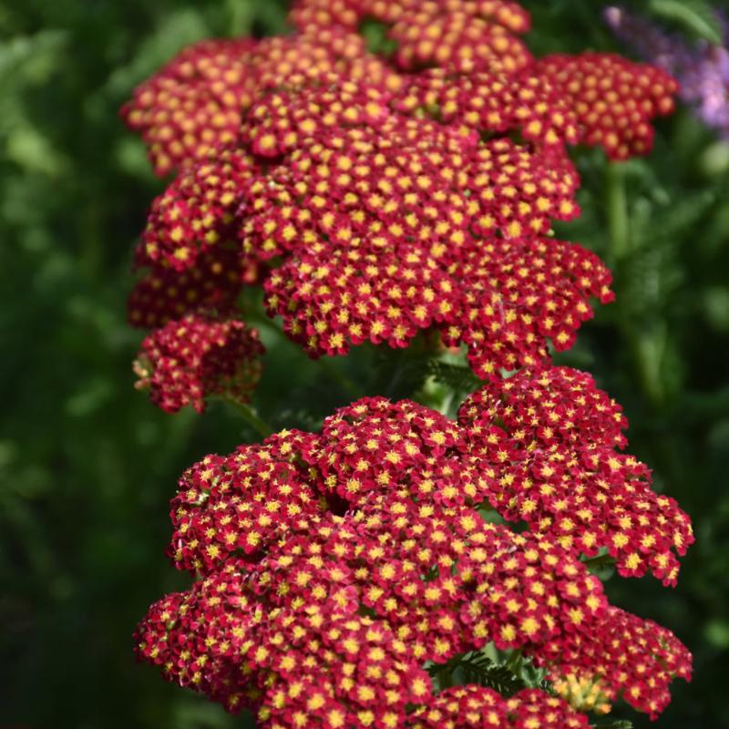 ACHILLEA STRAWBERRY SEDUCTION