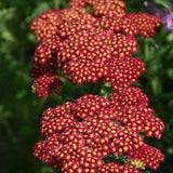 ACHILLEA STRAWBERRY SEDUCTION