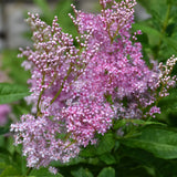 FILIPENDULA VENUSTA