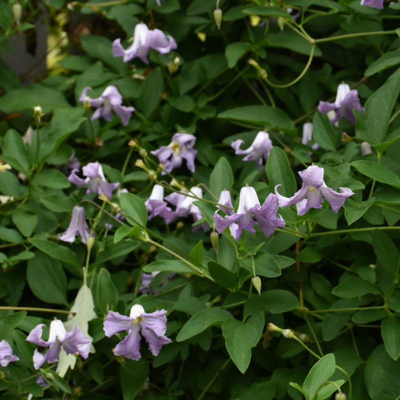 CLEMATIS BETTY CORNING