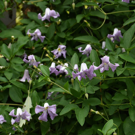 CLEMATIS BETTY CORNING