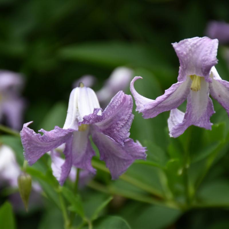 CLEMATIS BETTY CORNING