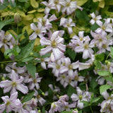 CLEMATIS MISS BATEMAN