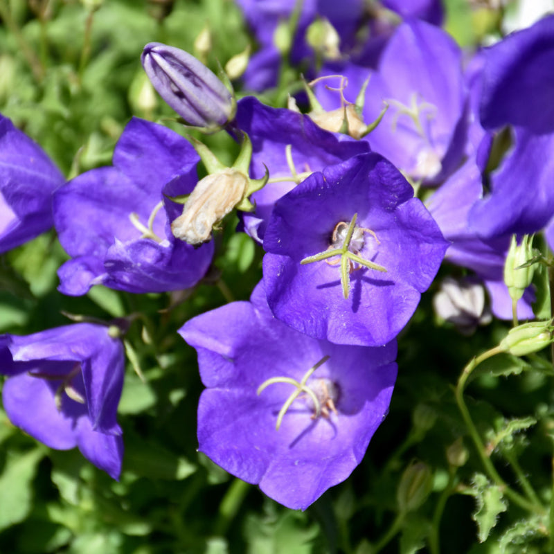 CAMPANULA PEARL DEEP BLUE