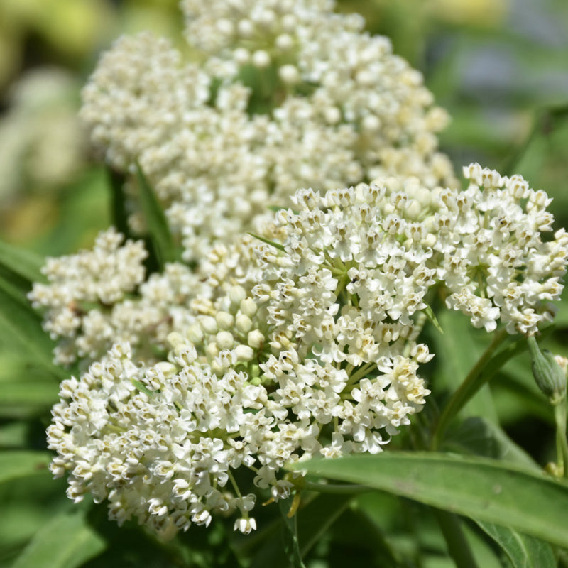 ASCLEPIAS ICE BALLET