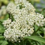 ASCLEPIAS ICE BALLET