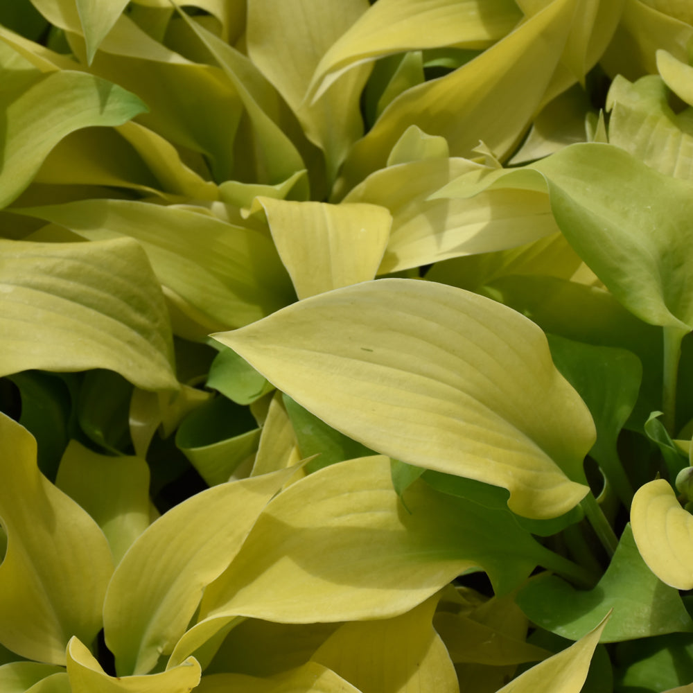 HOSTA PRAIRIE MOON