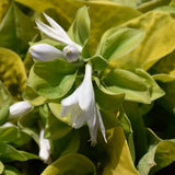 HOSTA MAUI BUTTERCUPS