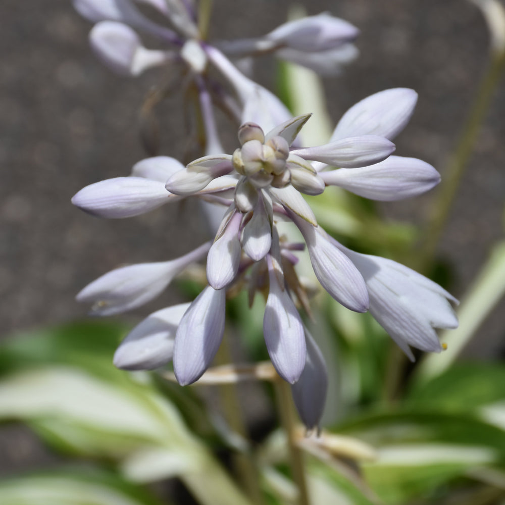 HOSTA COOL AS A CUCUMBER