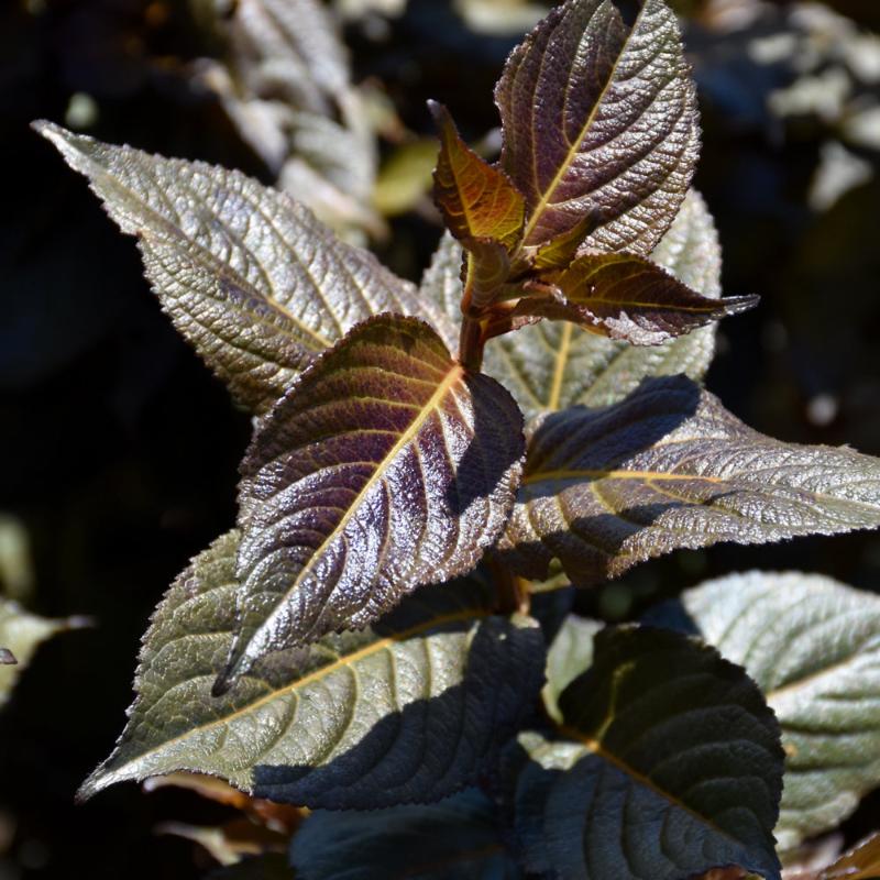 WEIGELA TUXEDO