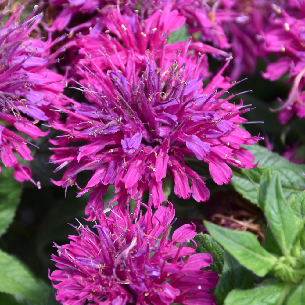 MONARDA GRAPE GUMBALL