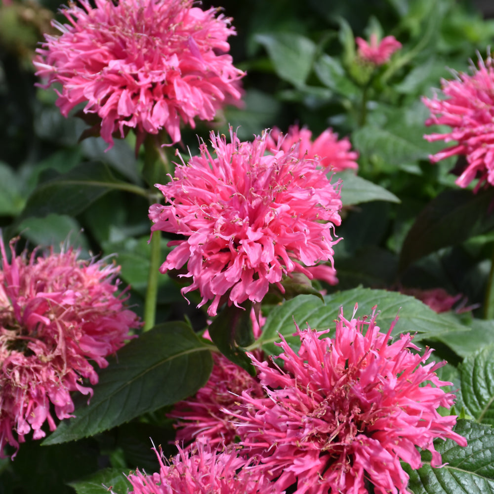 MONARDA BUBBLEGUM BLAST