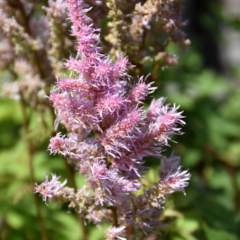 ASTILBE ICE CREAM