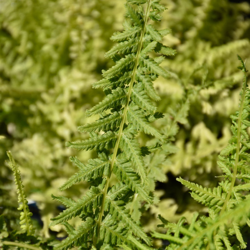 ATHYRIUM VICTORIAE