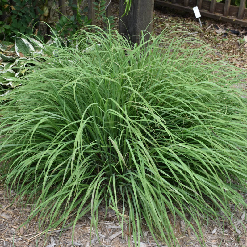 PANICUM PRAIRIE FIRE