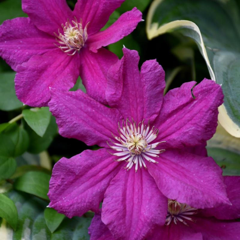 CLEMATIS ERNEST MARKHAM