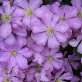 CLEMATIS COMTESSE DE BOUCHAUD