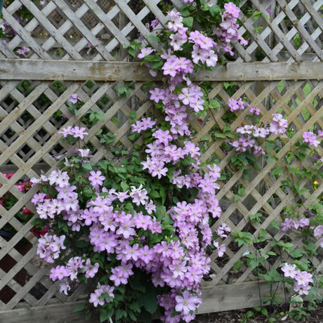 CLEMATIS COMTESSE DE BOUCHAUD