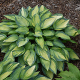 HOSTA JUNE