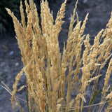 CALAMAGROSTIS ELDORADO