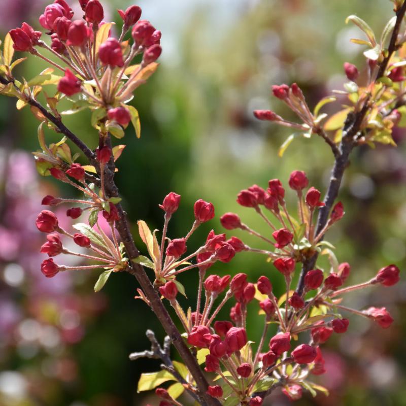 CRABAPPLE CORALBURST