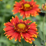 GAILLARDIA ARIZONA RED SHADES