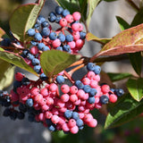 VIBURNUM BRANDYWINE