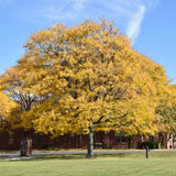 HONEY LOCUST SHADEMASTER