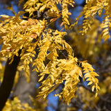 HONEY LOCUST SHADEMASTER