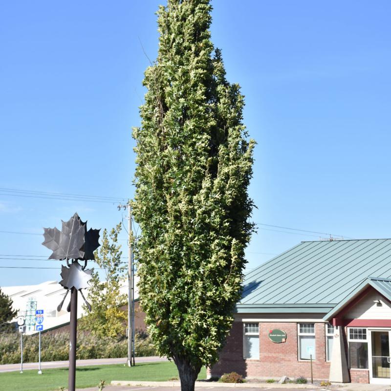 OAK GREEN PILLAR