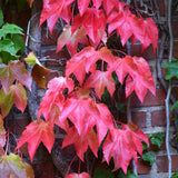 VINE BOSTON IVY