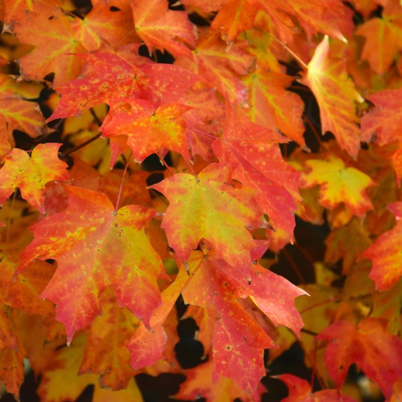 MAPLE SUGAR TEMPLE