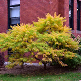 SUMAC TIGER EYES