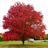 Seed- Red Maple