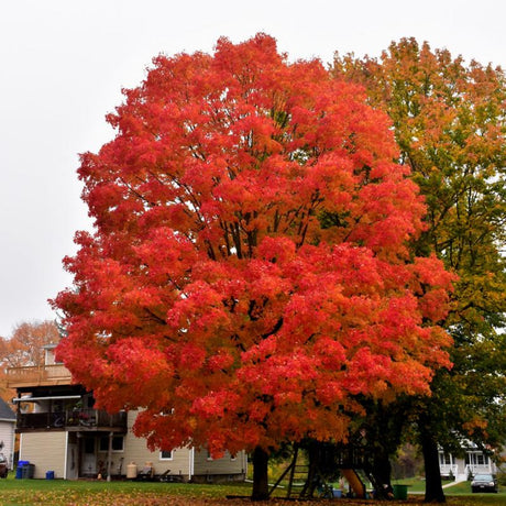 MAPLE SUGAR GREEN MOUNTAIN